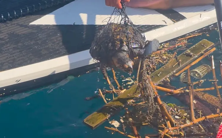 小玳瑁脫困後已交由中華豚鯨協會接手照顧。翻攝王銘祥臉書