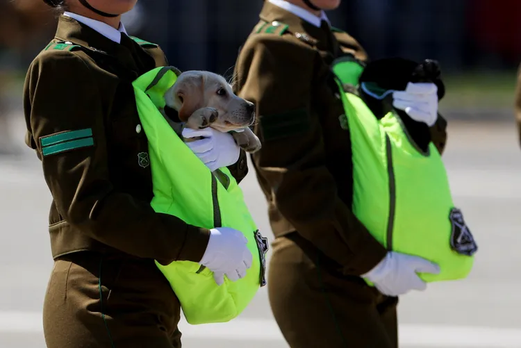 智利警犬隊參加閱兵。路透社
