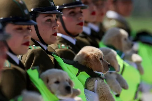 英姿颯爽女警踢正步 鏡頭竟被胸前萌犬搶走