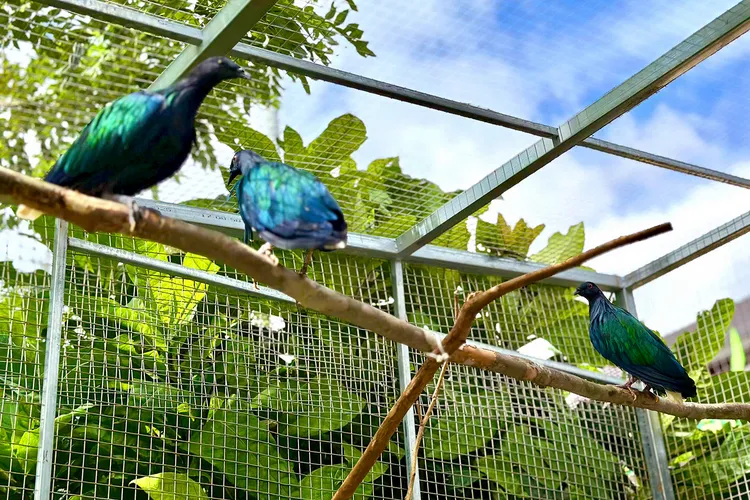 越南《青年報》