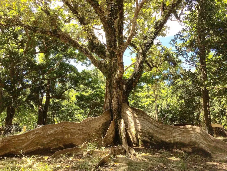 低海拔的國家森林園區，有墾丁銀葉板根等景觀。林業署提供