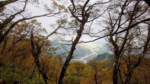 連假國旅門票半價!全台13處國家森林遊樂區適用