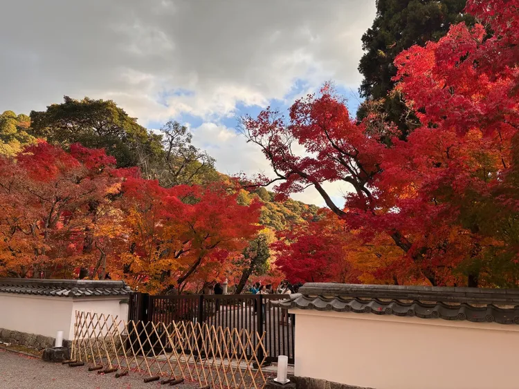 京都南禪寺永觀堂黃葉與紅葉交織，為旅客必訪的秋日美景。捷絲旅提供