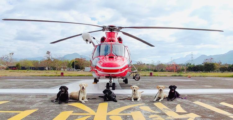 獨家｜搜救利器！高雄市擁有全國最多搜救犬　規劃成立義消搜救犬隊