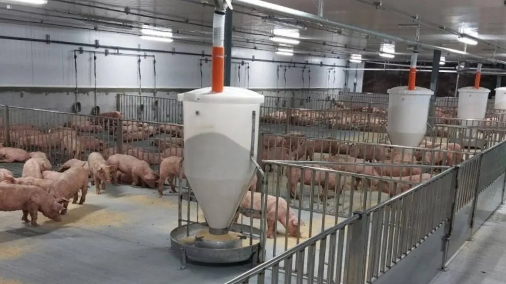 台中爆发非洲猪瘟,台糖立即启动最高等级生物安全防疫措施,严密防堵疫情入侵各猪场。台糖提供