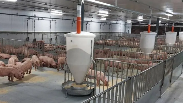 台中爆發非洲豬瘟，台糖立即啟動最高等級生物安全防疫措施，嚴密防堵疫情入侵各豬場。台糖提供 