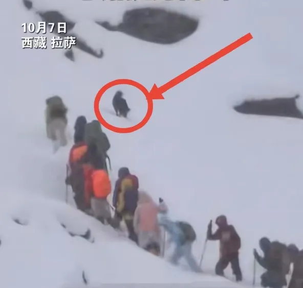 遊客感謝嚮導的照顧與開路，但也有遊客稱讚流浪犬的鼓勵作用很大。翻攝微博