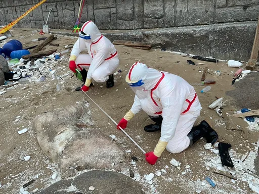 马祖北竿惊现海漂猪!海巡署总动员严守国门防猪瘟