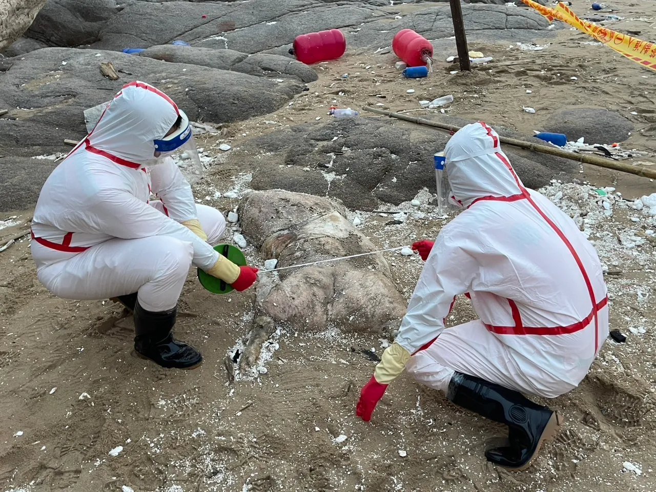 马祖北竿芹壁沙滩发现有死亡猪只。海巡署提供