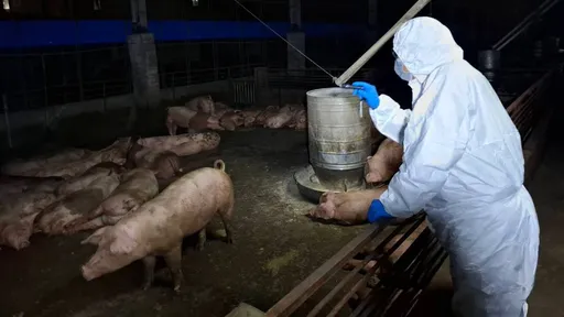 楊儒門痛批中市府 「無所謂的鳥態度正是非洲豬瘟破口」