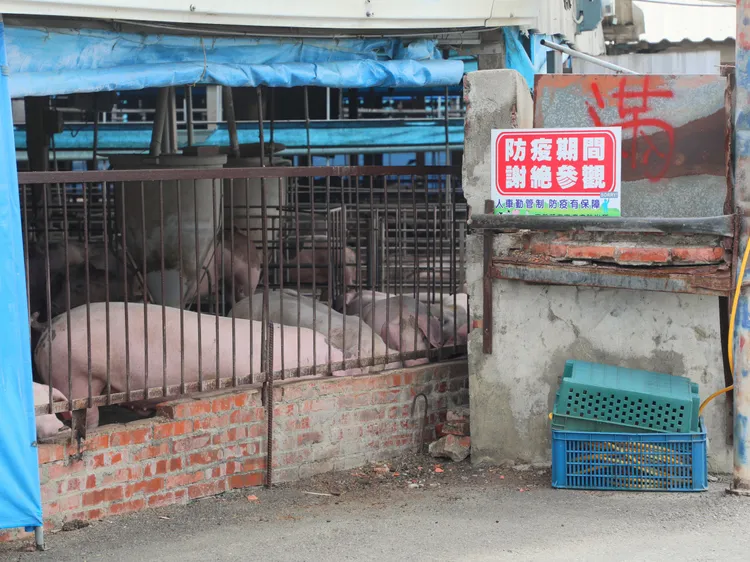 嘉义县灾害应变中心决议全面禁用厨余养猪。嘉义县政府提供