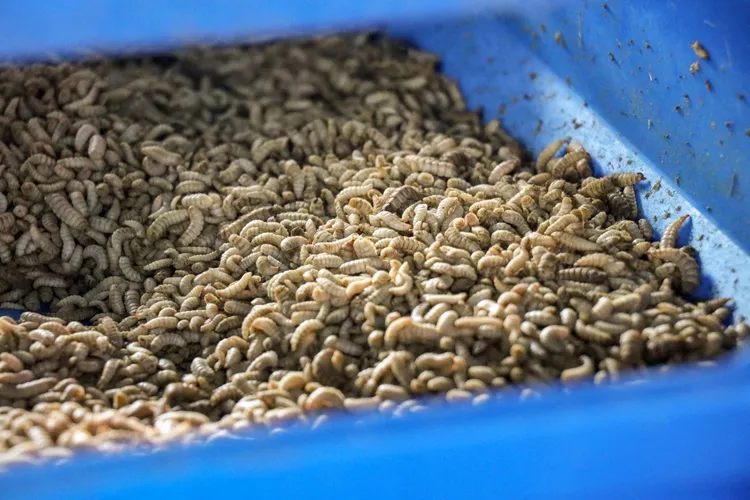 嘉義縣軍營、監獄、校園之廚餘，破碎脫水後將送至黑水虻廚餘全循環中心處理。嘉義縣政府提供