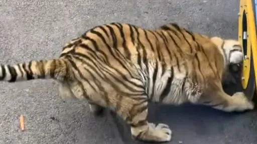 老虎也工傷! 動物園上班衰被遊客觀光車輾壓下巴