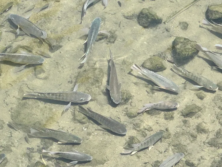 魚群悠游於湳仔溝礫間區域，找回河川生命力。水利局提供