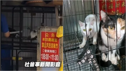 旗山碗粿店虐猫!动保处留置3猫将罚饲主 铁门遭蛋洗