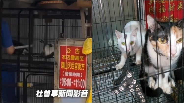 旗山碗粿店虐貓！動保處留置3貓將罰飼主　鐵門遭蛋洗