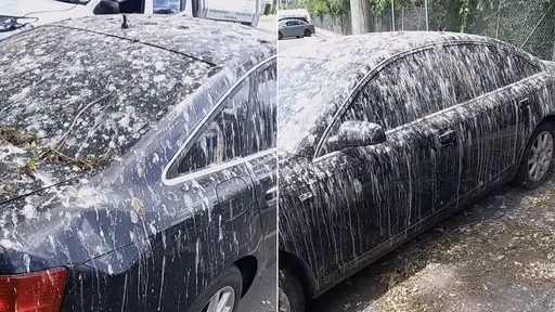 「沒看過一輛車這麼多屎」 群鳥打靶練習?這輛奧迪驚呆百萬網友