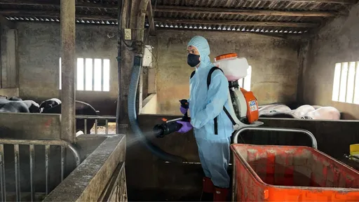 非洲猪瘟破防!竹市上万只猪未染疫 邱臣远指示即刻启动专案稽查