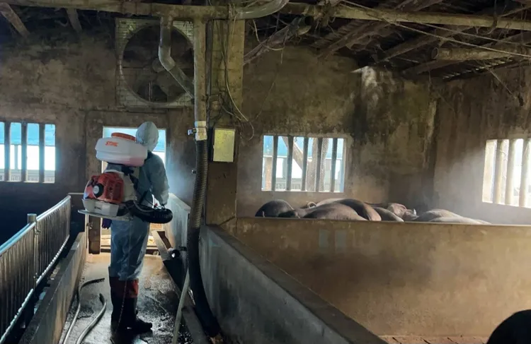 新竹市動保所立即稽查，進行養豬場所消毒作業。新竹市府提供