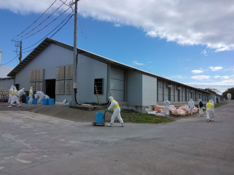 日本本季首例禽流感 北海道急撲殺46萬隻雞