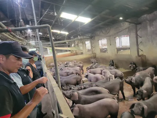 苗栗县府宣布即日起永久禁止厨余养猪　杜绝非洲猪瘟风险