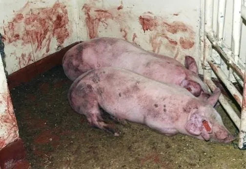 非洲豬瘟發病豬隻可能出現血痢便。示意圖，非當事豬隻。農業部獸醫研究所