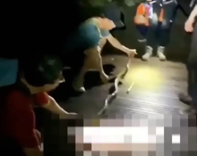 高市農業局表示，山友此舉已經違反野生動物保育法，將會同警方釐清後開罰或法辦。取自社會事新聞影音