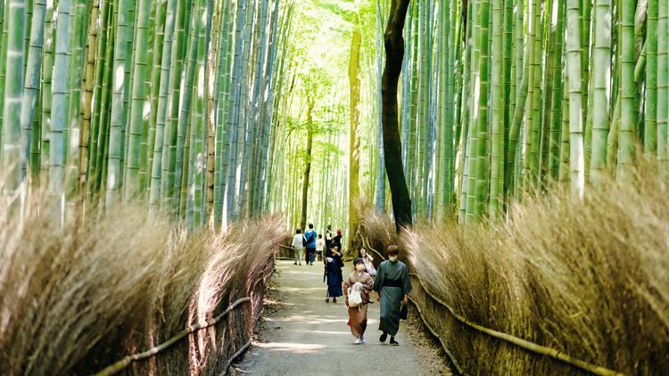 嵐山竹林小徑「熊出沒」 遊京都注意!2天內5起目擊報案