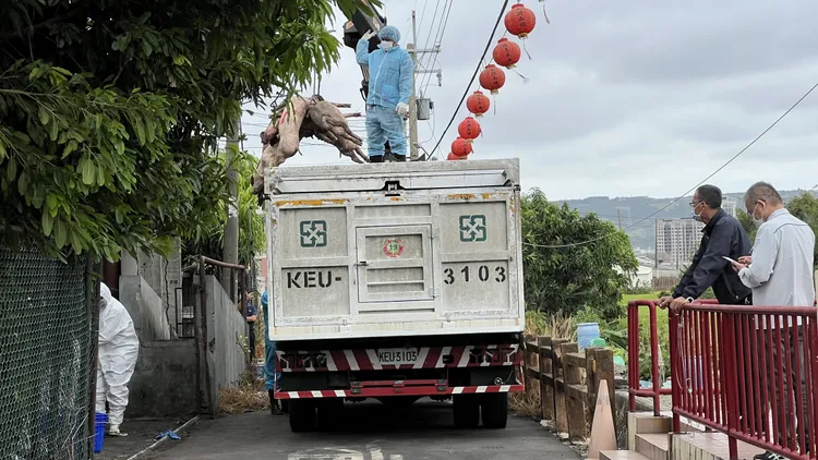 台中市梧栖区1家养猪场被验出非洲猪瘟。民众提供