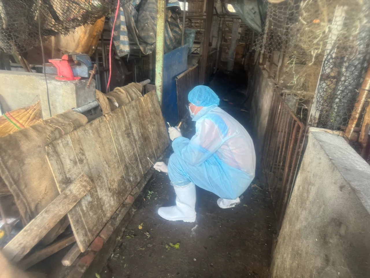防疫人员在梧栖案例养猪场采样化验。中央前进应变所提供