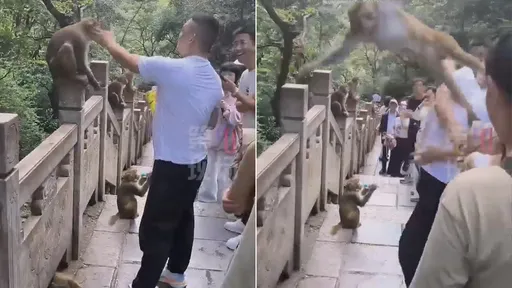 影片|人類手賤掌摑野獼猴 牠抓臉飛踹神速反擊