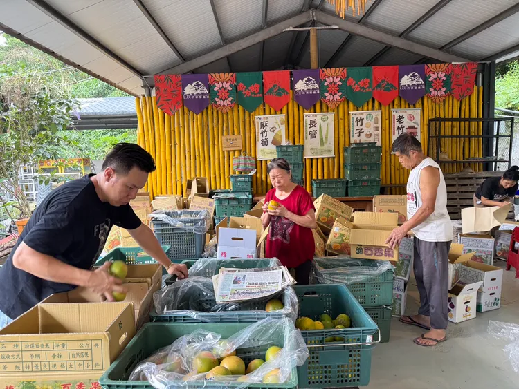 農場上上下下都忙著採收、整理裝箱，8日清晨就要運上貨車前往花蓮。大坑農場提供