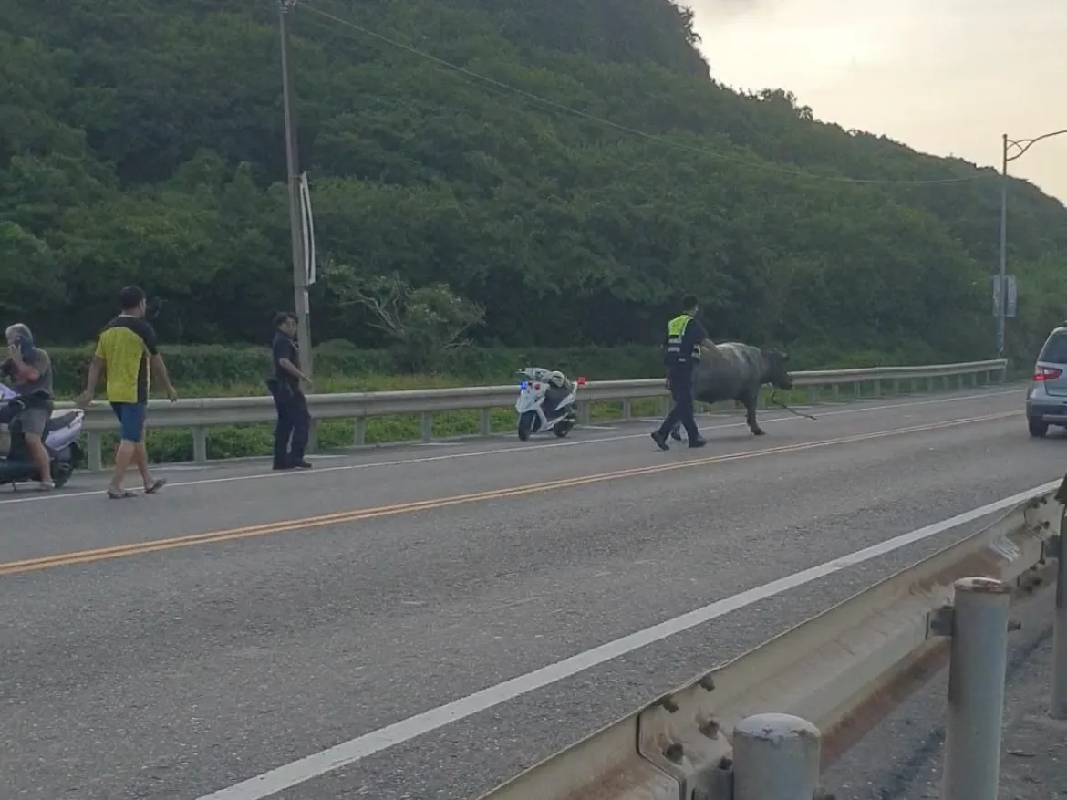 水牛疑似受到惊吓在马路上狂奔。民众提供