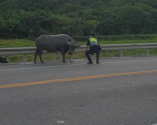 台2線奇景!水牛「逛大街」釀大塞車 警民聯手包圍畫面曝