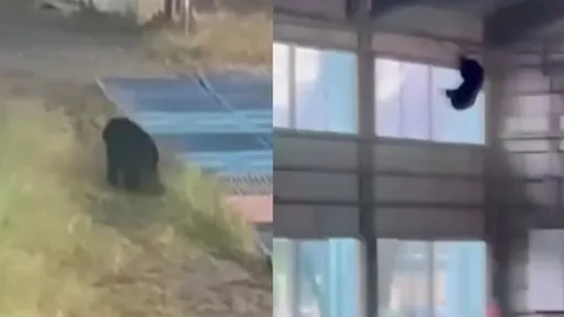 熊熊危機！棒球隊進練習場　竟看到「忍者」吊掛