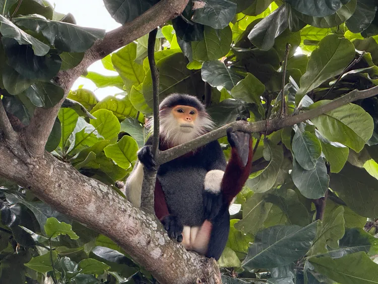 在酒店戶外空間仔細觀察不難發現「紅腿白臀葉猴」蹤跡。S.H.攝