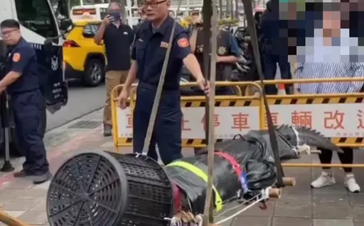 鱷魚養殖場業者帶「2公尺巨鱷」衝立院抗議 吊臂出動!動保處也出手了