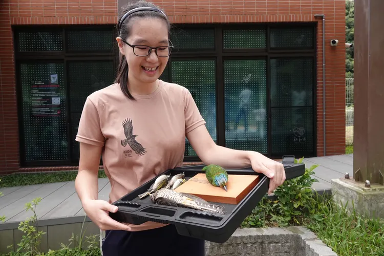 野鳥撞玻璃回報社團版主謝季恆說明五色鳥撞玻璃情況。動保處提供