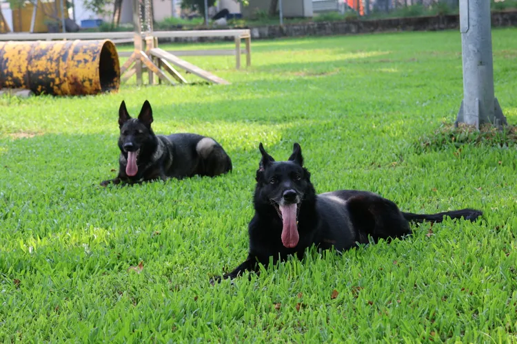 麗蓋兒(前)獲搜救犬高級認證，女兒Momo(後)也和葉嘉耀一起取得初級認證。凃建豐攝