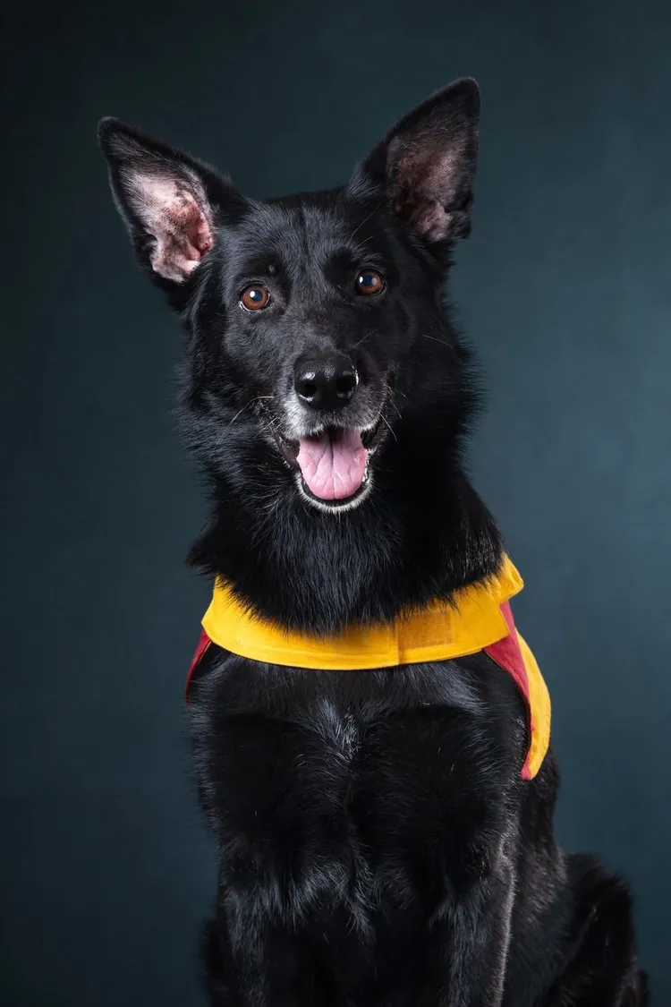 麗蓋兒戴上帥氣搜救犬領巾，為高雄市消防局拍攝月曆照。葉嘉耀提供