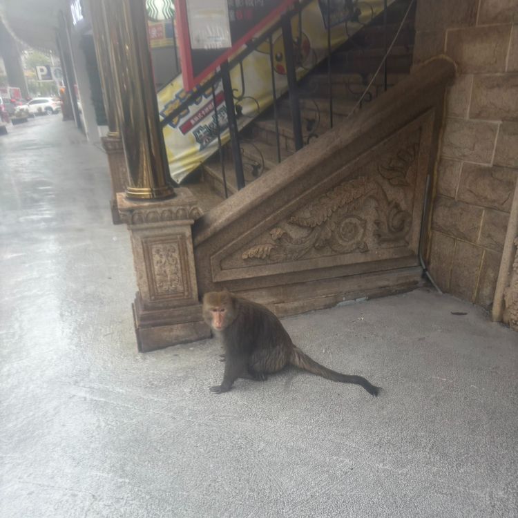 暴雨太驚人!猴子跑到「哈拉影城」躲雨