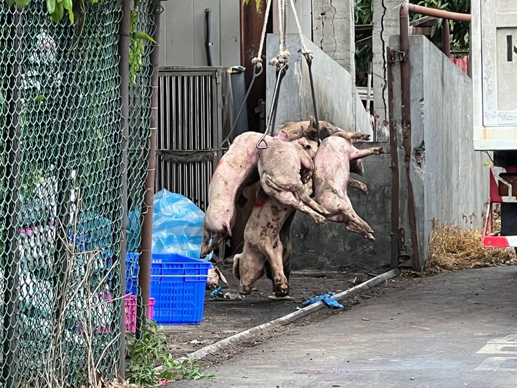 台中養豬場驗出非洲豬瘟 廚餘加熱是關鍵!中檢主動分案偵辦