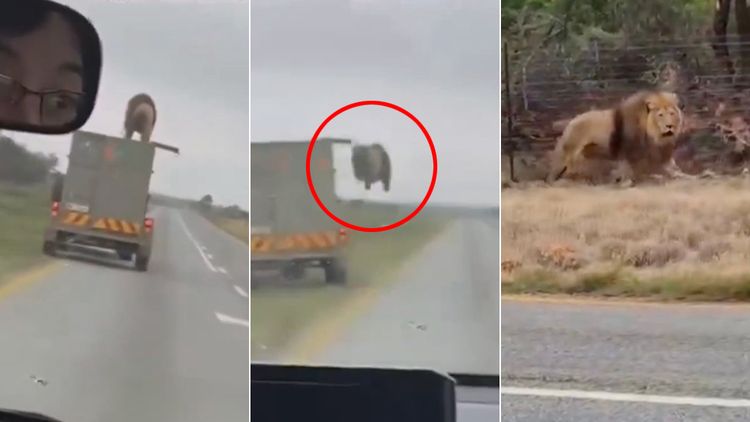 影片|逃脫囚車「雄獅公路大逃亡」 後方駕駛直擊驚呆了