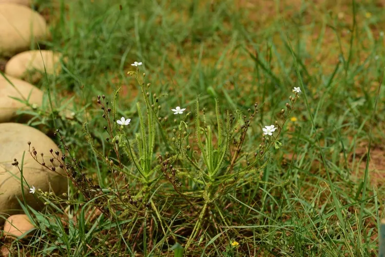 長葉茅膏菜。桃園市府提供