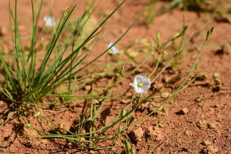 異蕊草。桃園市府提供