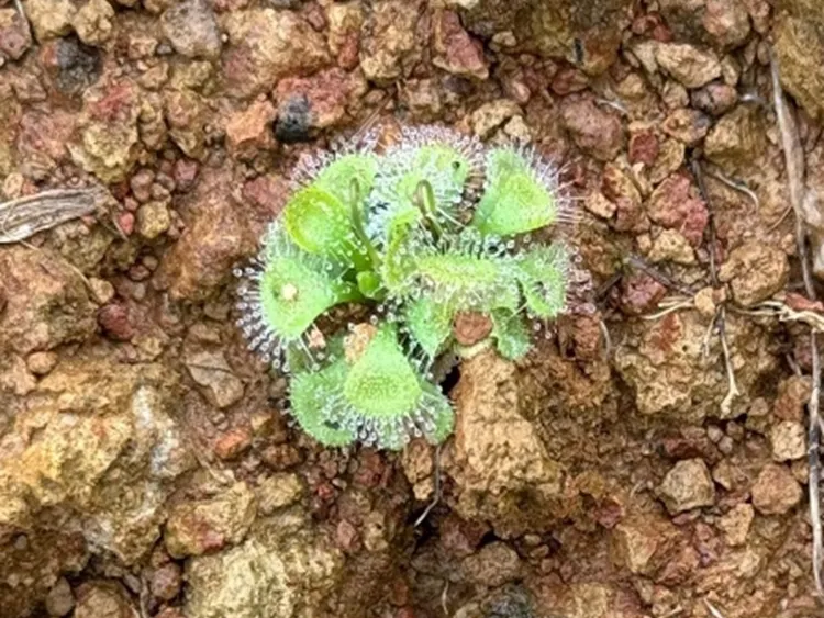寬葉毛氈苔。桃園市府提供