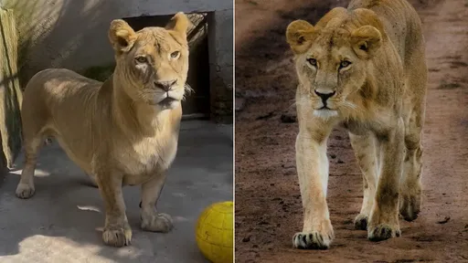 短腿獅子「柯基」萌翻眾人　卻被獅群霸凌只能孤獨生活