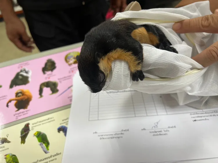 邱男原本要走私8隻活體動物到高雄。泰國官方公布