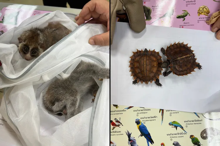 邱男夾帶的亞洲刺龜與懶猴。泰國官方公布