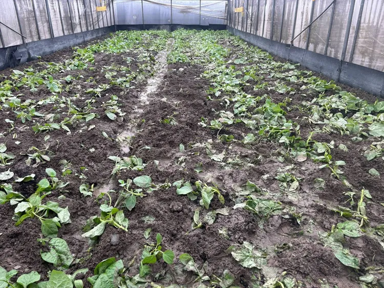 農菜種植蔬菜受損。農業局提供